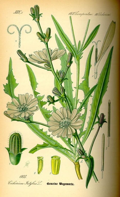 Wegwarte (Zichorie) Kraut bio